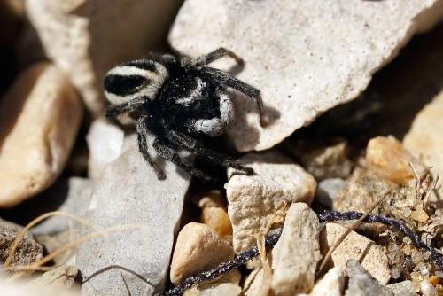 Réf. 307 870 : Attulus longipes